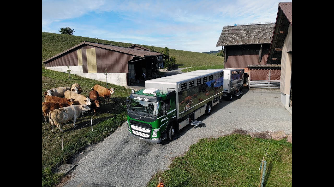 Vianco Tiertransport/ Volvotrucks