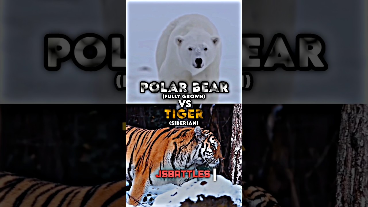 Polar Bear vs Siberian Tiger