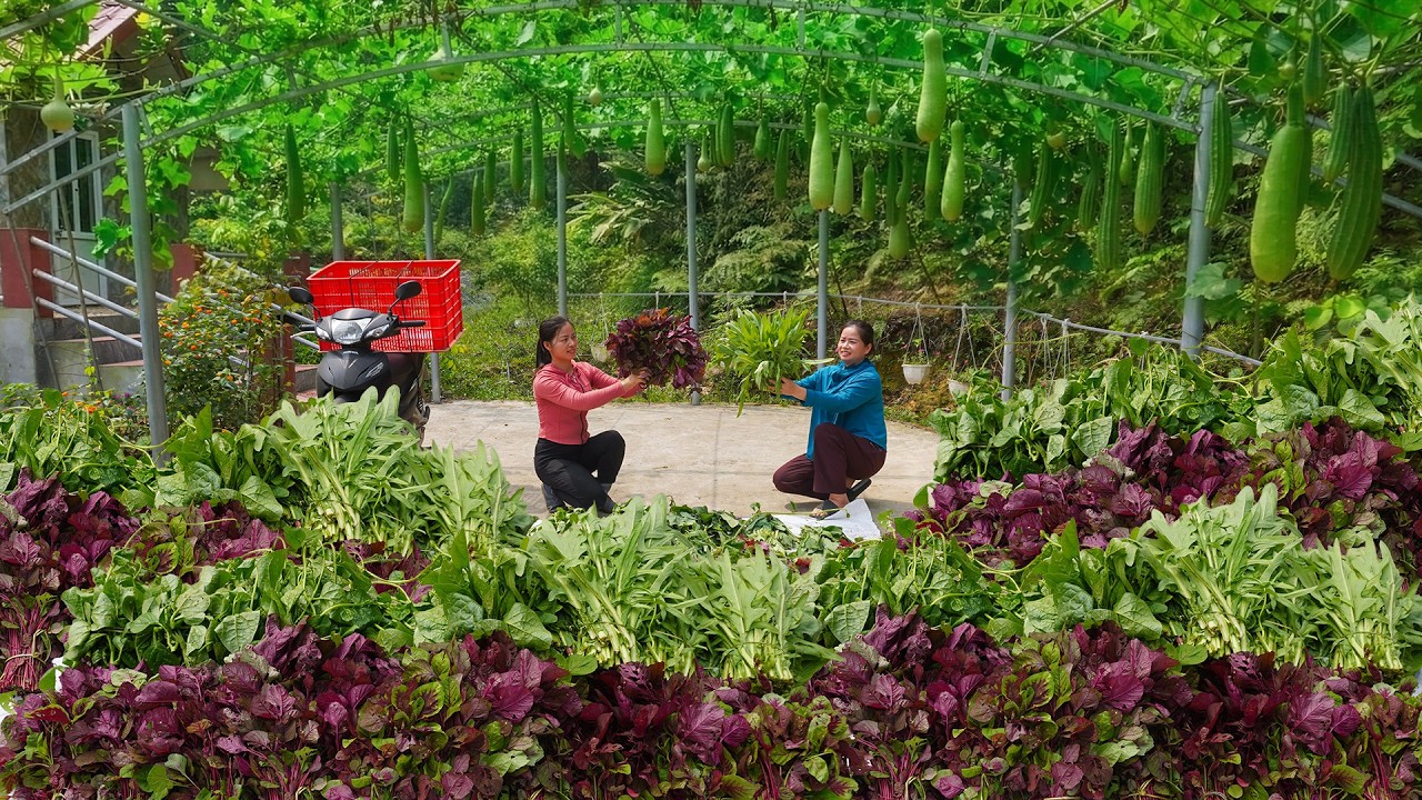 Harvesting Various Vegetables From The Farm To Sell To Traders - Planting A New Crop In The Garden