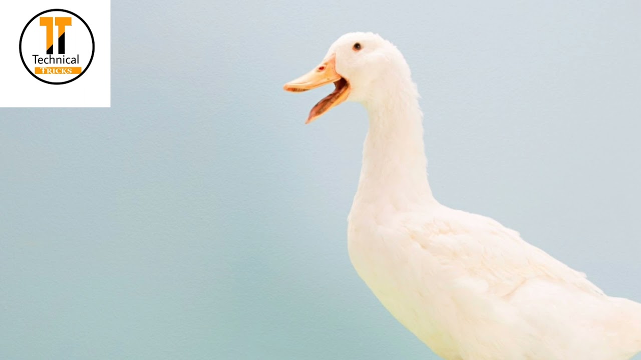 #duck puk🦆 funny comedy video