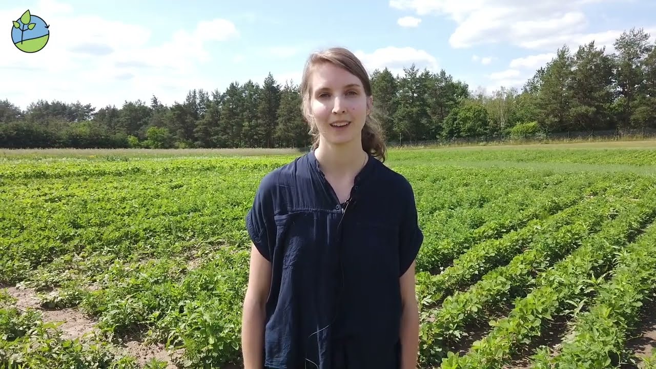 Leguminosen Eiweiß aus Brandenburg   Versuche zum Anbaupotenzial von Soja und Lupinen im Ökolandbau