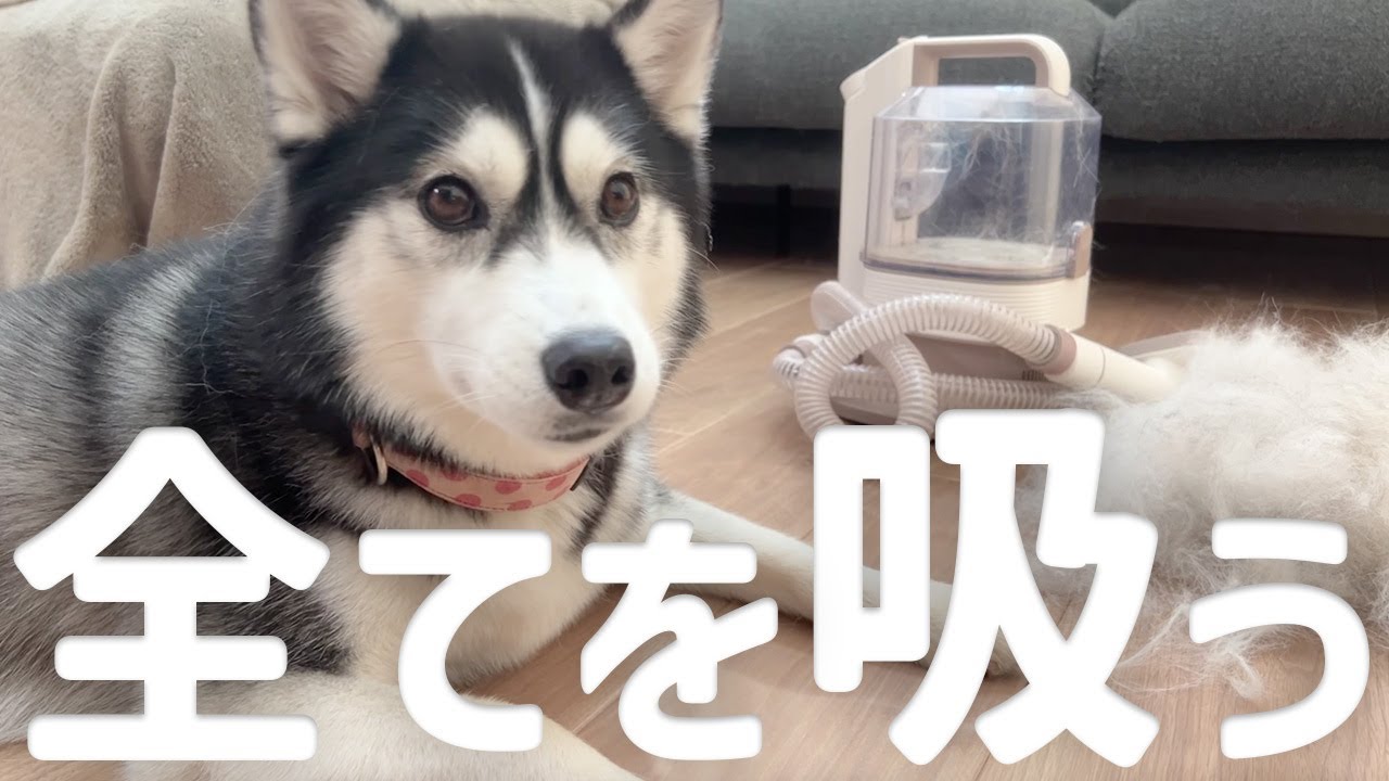 【換毛期】シベリアンハスキーの毛を吸ってくれる秘密兵器を使ってみた！【ZOINGグルーミング掃除機】