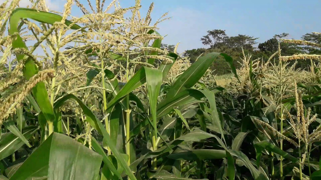 Bunga Jagung Manis Diserang Lebah Madu