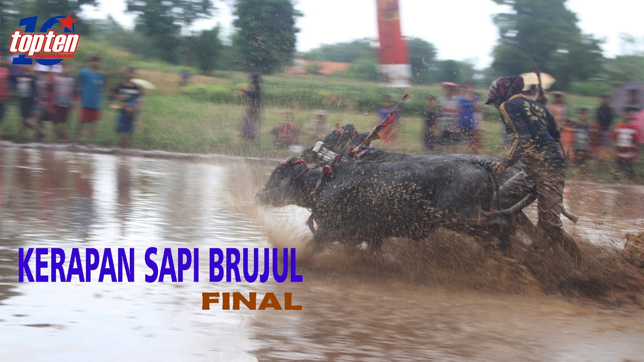 Kerap Sapi Brujul Final