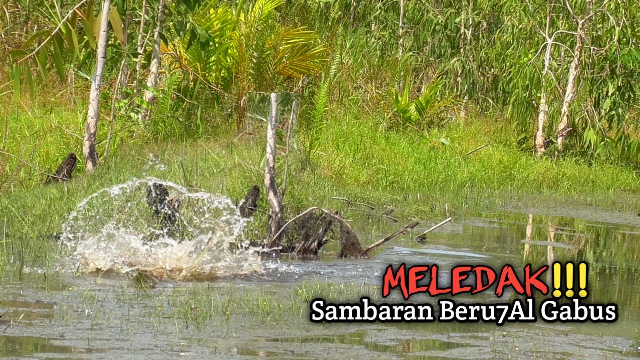 MELEDAK !! BEGITU CEPAT NYA SAMBARAN IKAN BESAR SAAT CASTING IKAN GABUS 