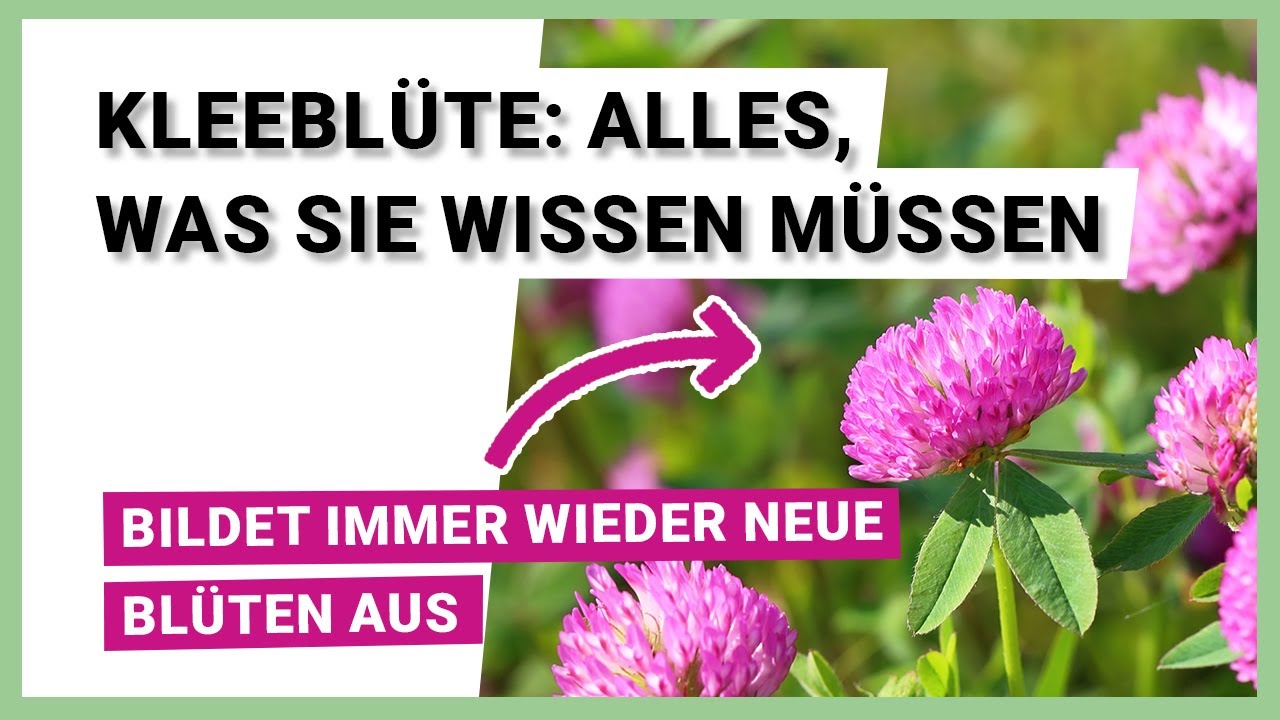 Kleeblüte und ihre Sorten:  Alles, was Sie wissen müssen