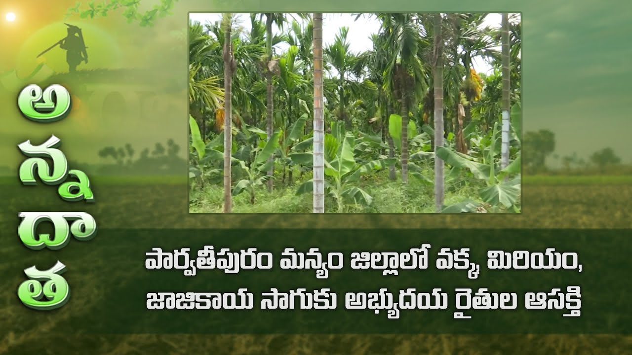 Nutmeg, arecanut, pepper farming by progressive farmers @parvathipuram | ETV Telugu