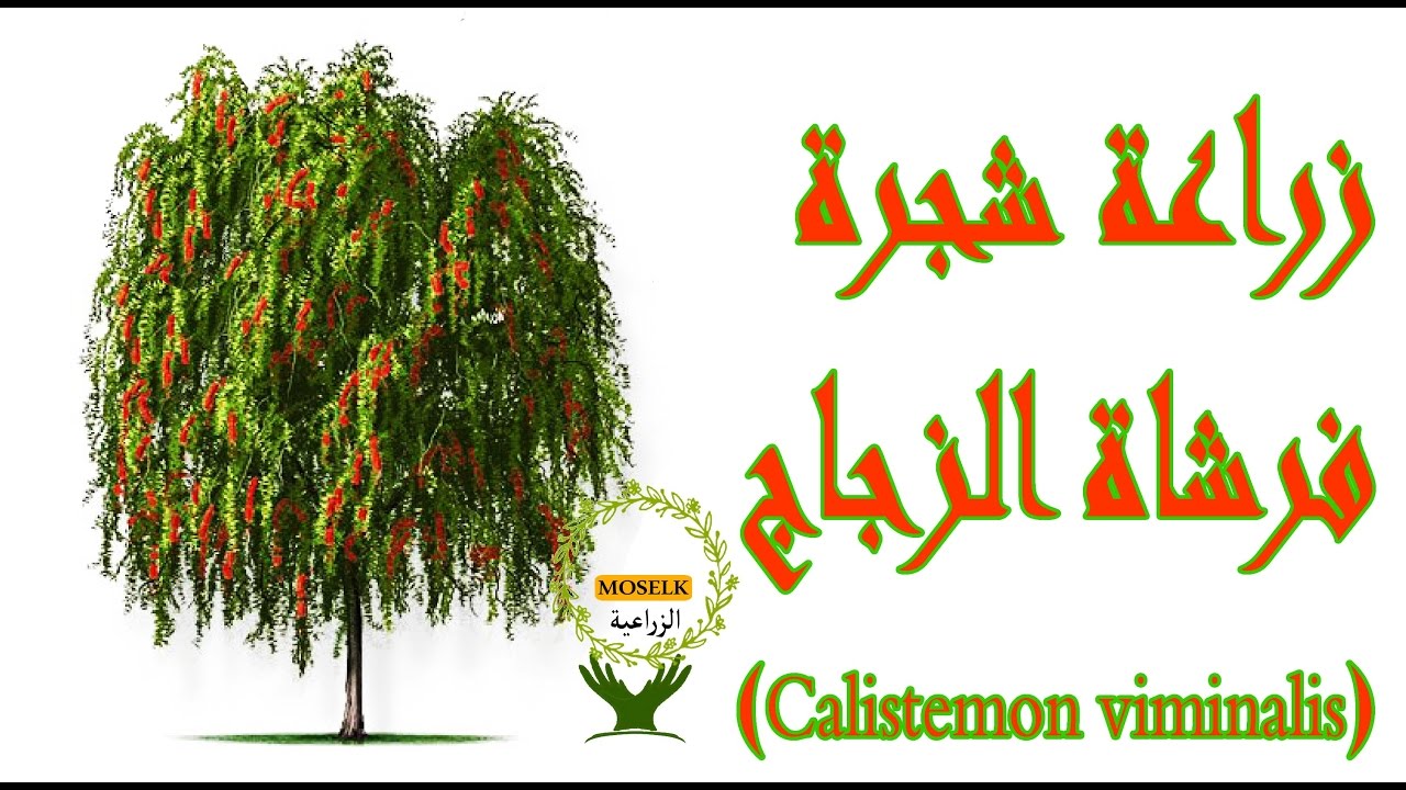 زراعة شجرة فرشاة الزجاج الحمراء (Calistemon viminalis)