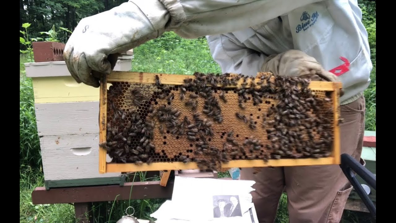 How to Combine Two Hives Using the Newspaper Method