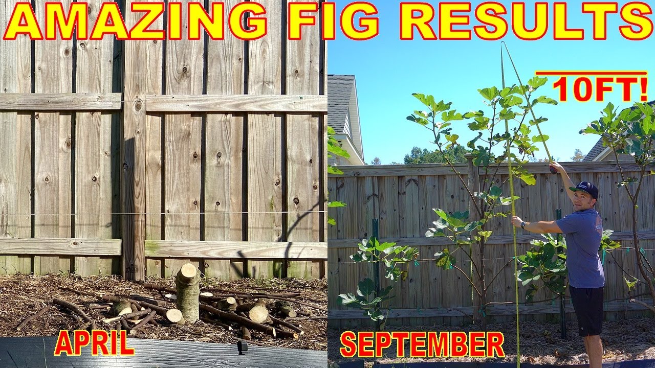 How To Grow Fig Trees 10FT In ONE SEASON From Dieback To Harvest [BONUS Fig Orchard Tour]