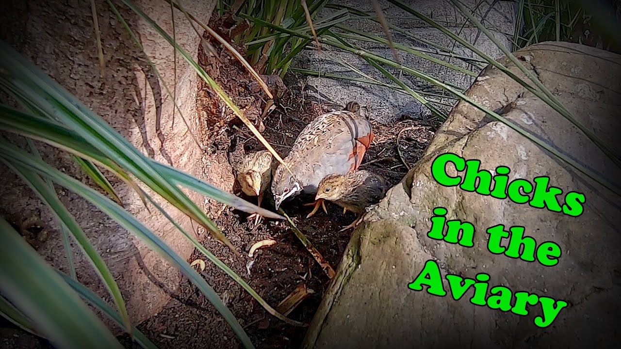 First Quail CHICKS in the Outdoor Aviary