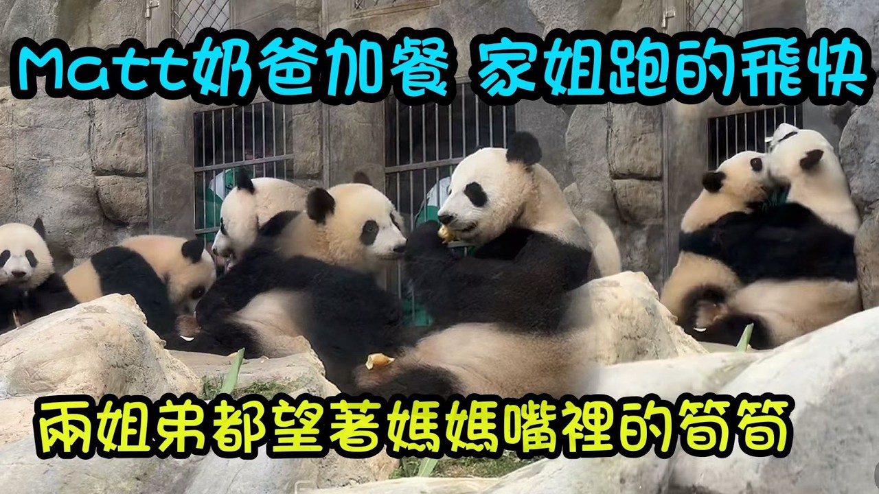 Matt奶爸召喚家姐細佬盈盈吃筍筍，家姐第一個屁顛屁顛跟著奶媽去點餐，細佬：慢慢來不著急  #大熊貓家姐細佬