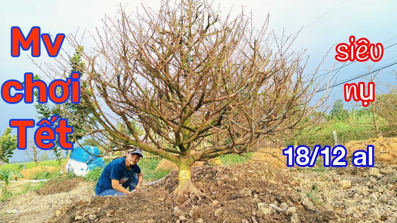 Lô mai tp chơi Tết 2026. Huyền 0798553886