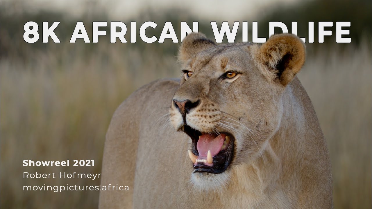 8K African Wildlife & Nature Showreel 2021 - Robert Hofmeyr - Moving Pictures Africa