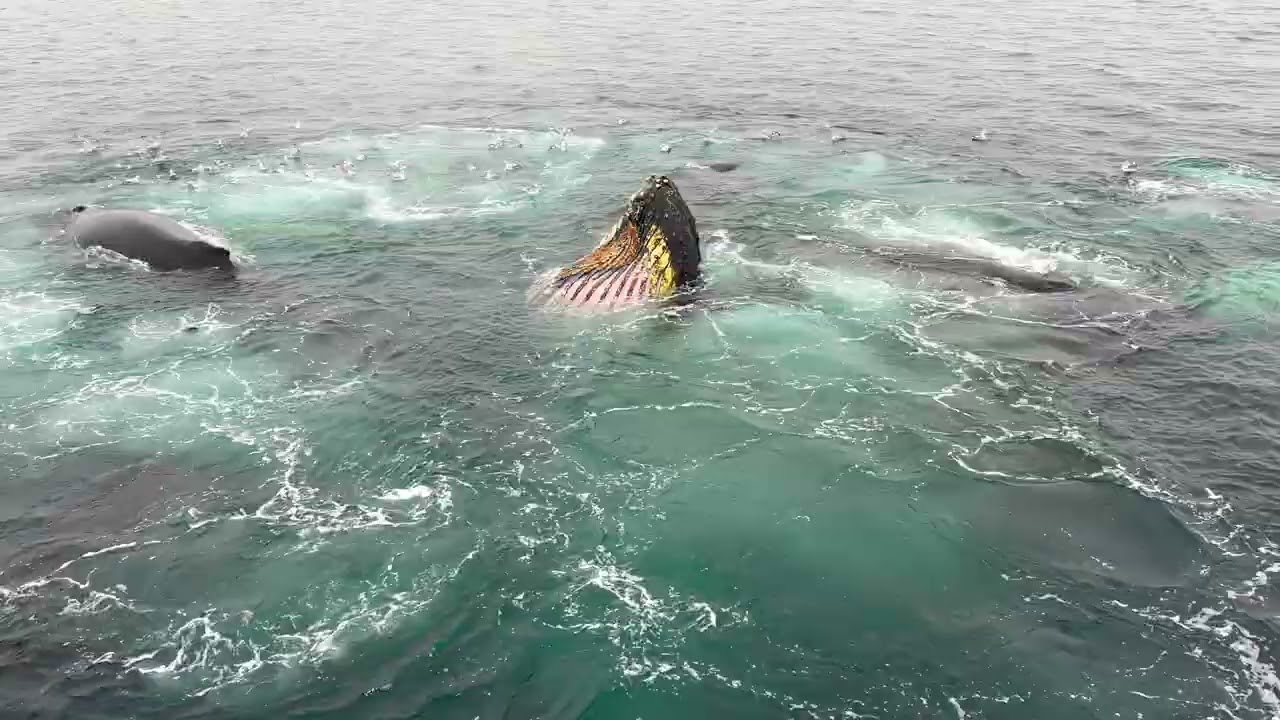 Waalre on Antartica, sailing on the Bark Europa