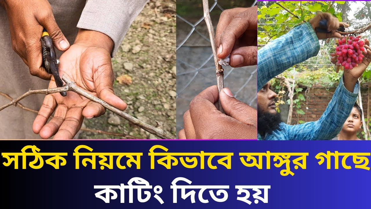 কিভাবে আঙ্গুর গাছে কাটিং দিতে হয় এবং কোন সময়ে কাটিং দিতে হয়#garden