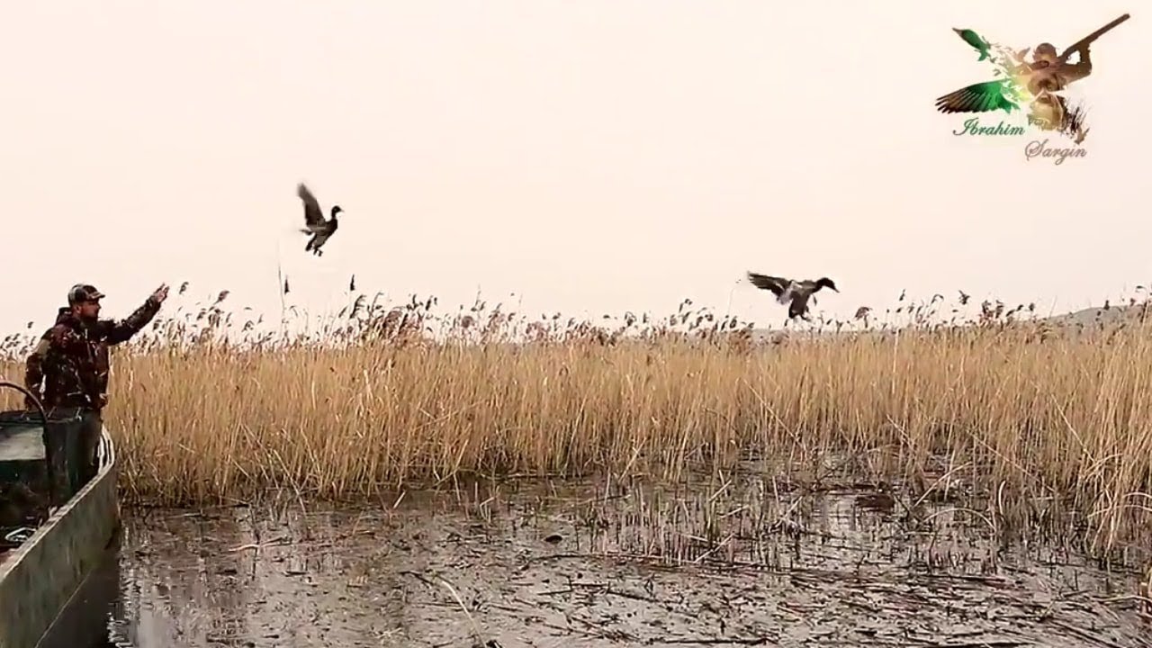 Uluabat gölü ördek salımı