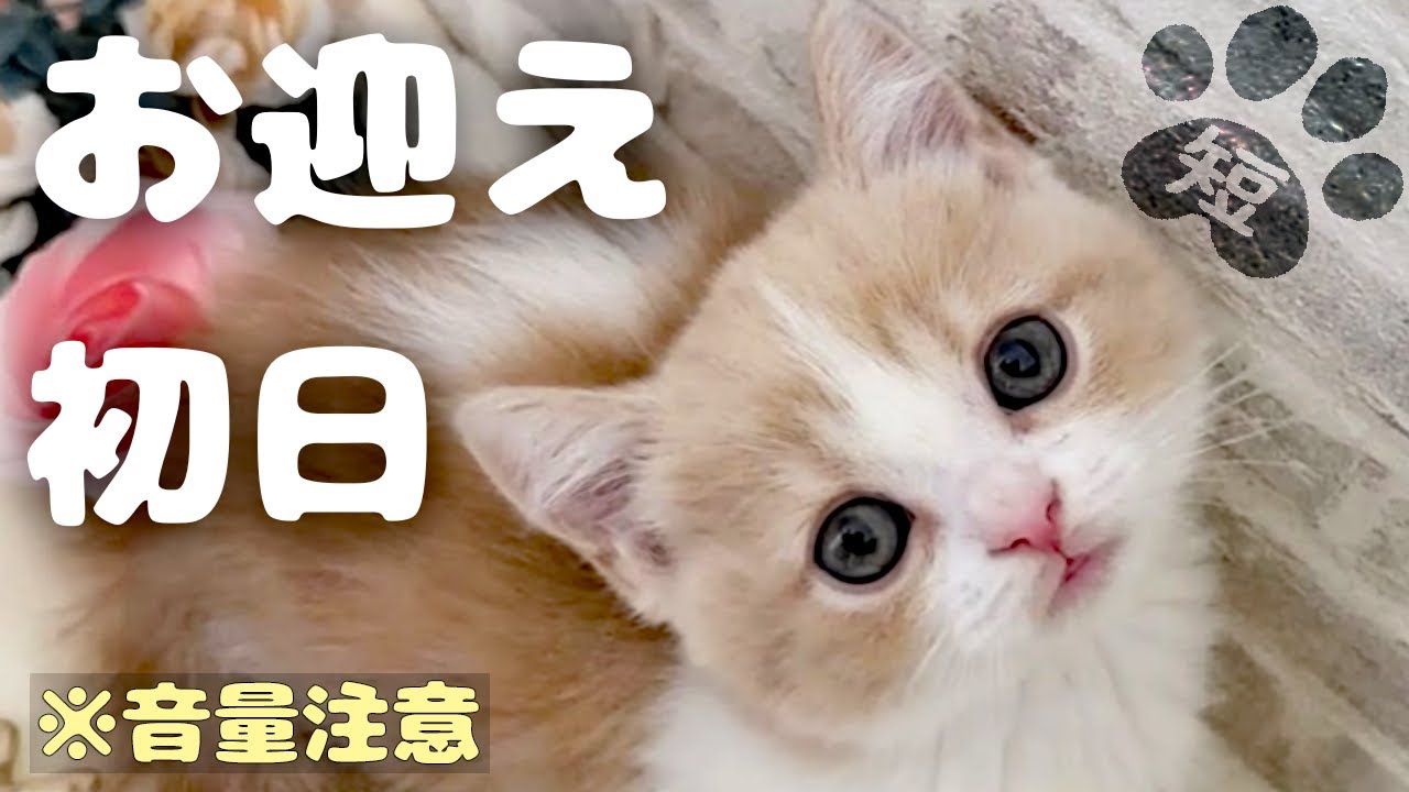 【お迎え初日】ミヌエット子猫の悲哀「ボク、どうなっちゃうの？」 ♪アルビノーニのアダージョ