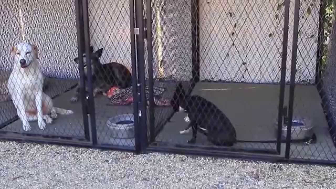 Aggressive Boston Terrier Being rehabilitated