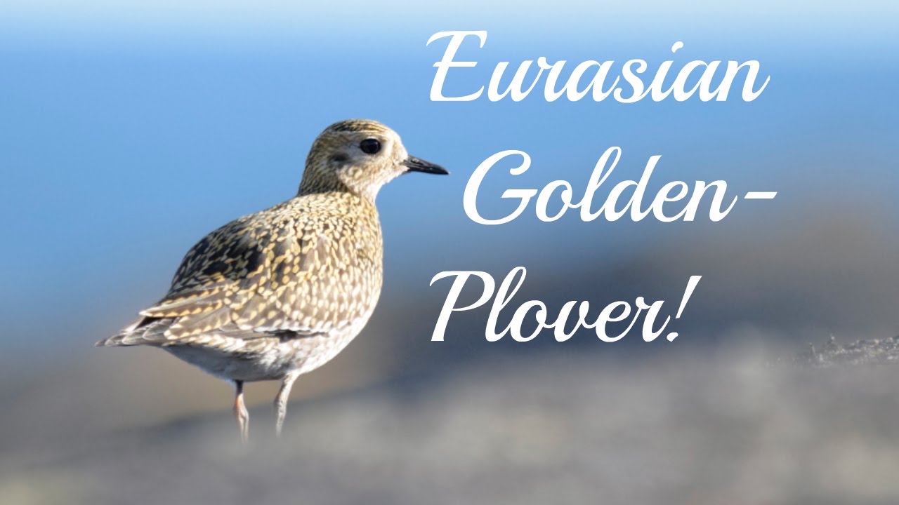 Heilo - Eurasian Golden-Plover - Pluvialis apricaria