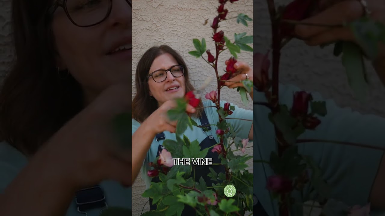 When to Harvest Roselle Hibiscus