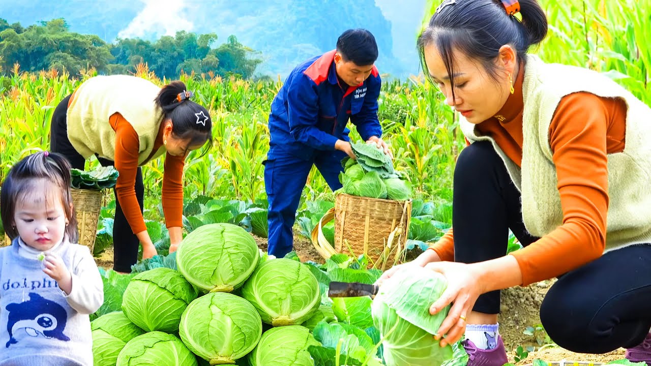 Family Farm Diary – Harvesting Cabbages for Market and Taking Care of Our Farm Together