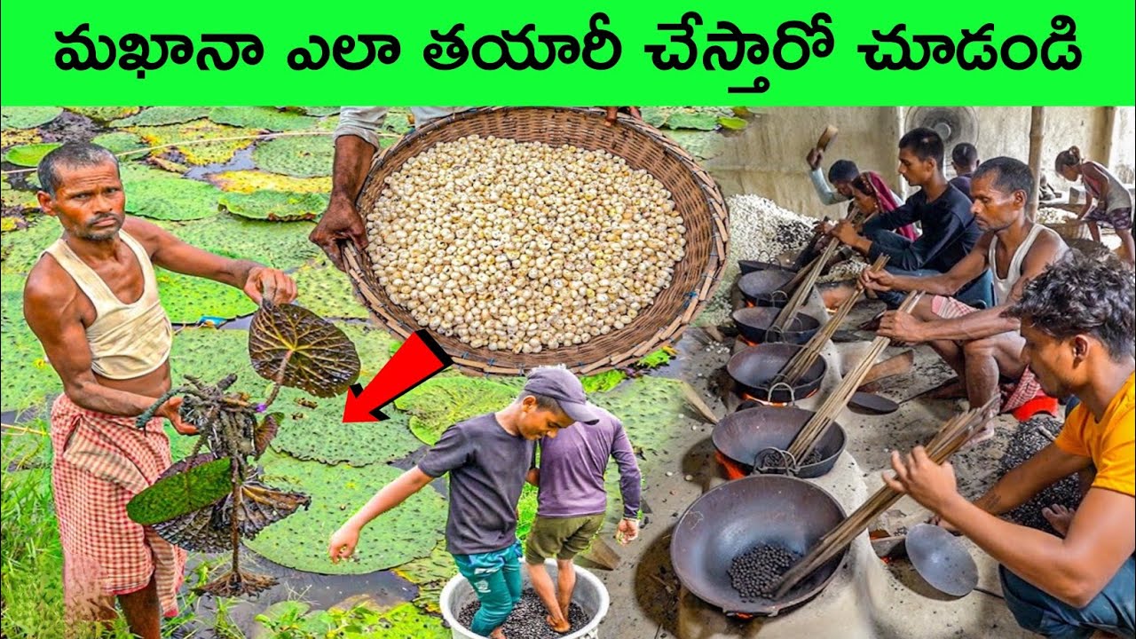Makhana farming complete process | makhana farming | bmc facts | interesting Facts | Telugu facts