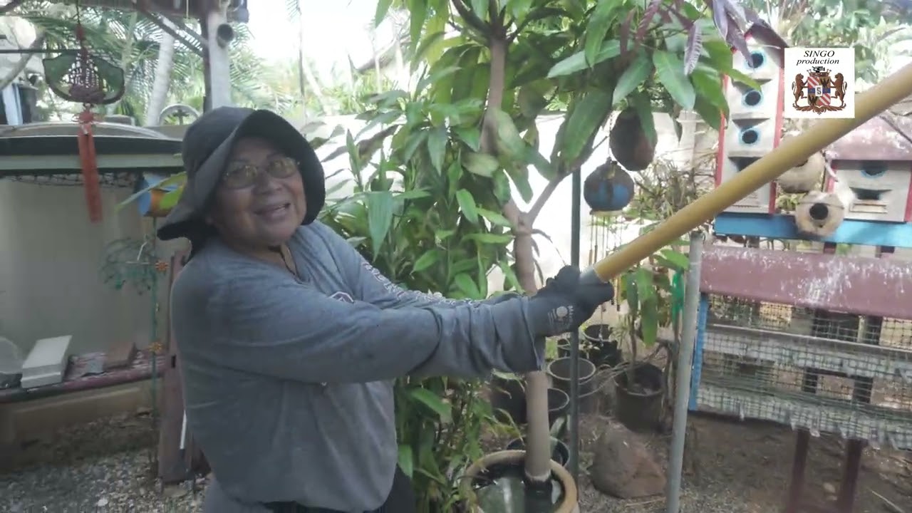 CUTTING DOWN BREAD FRUIT & GUYABANO TREES January 30, 2026