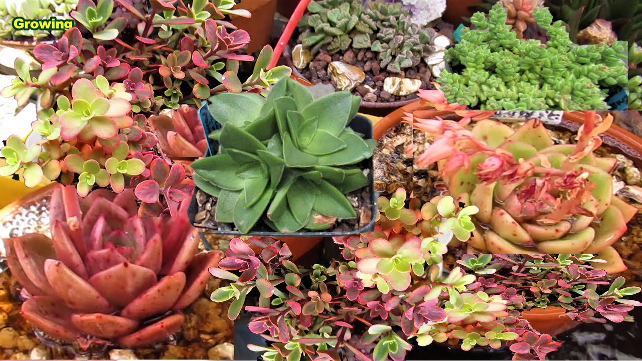 Sedums Crassula and Echeveria Champagne | VLOG #41 Succulents and Coffee w/ Liz