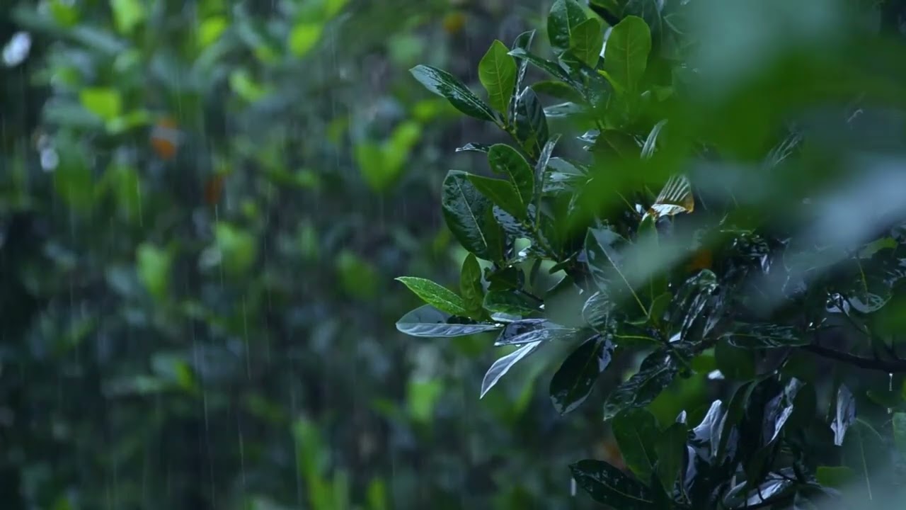Uyku Getiren Yağmur Sesi 💤 Gentle Rain Sounds | Deep Sleep & Relaxation