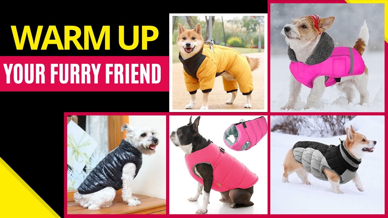 Best Dog Winter Jackets To Keep Your Pup Warm