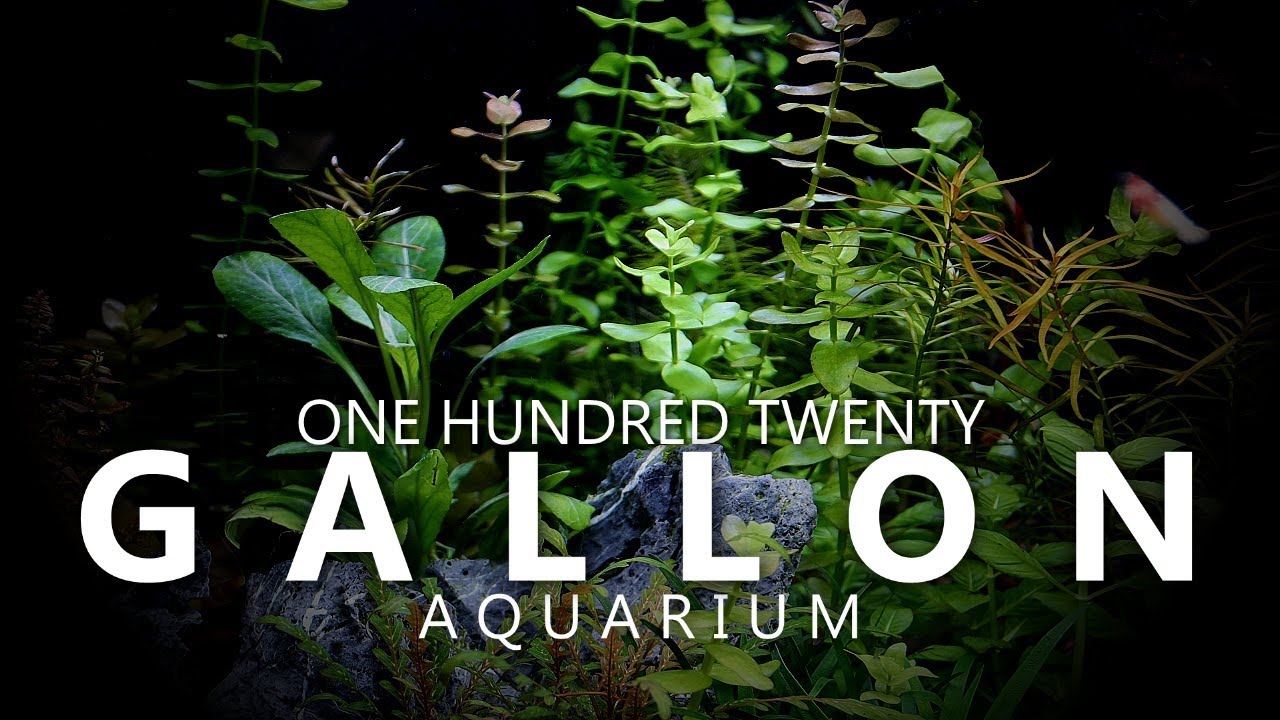 120 Gallon Fish Tank
