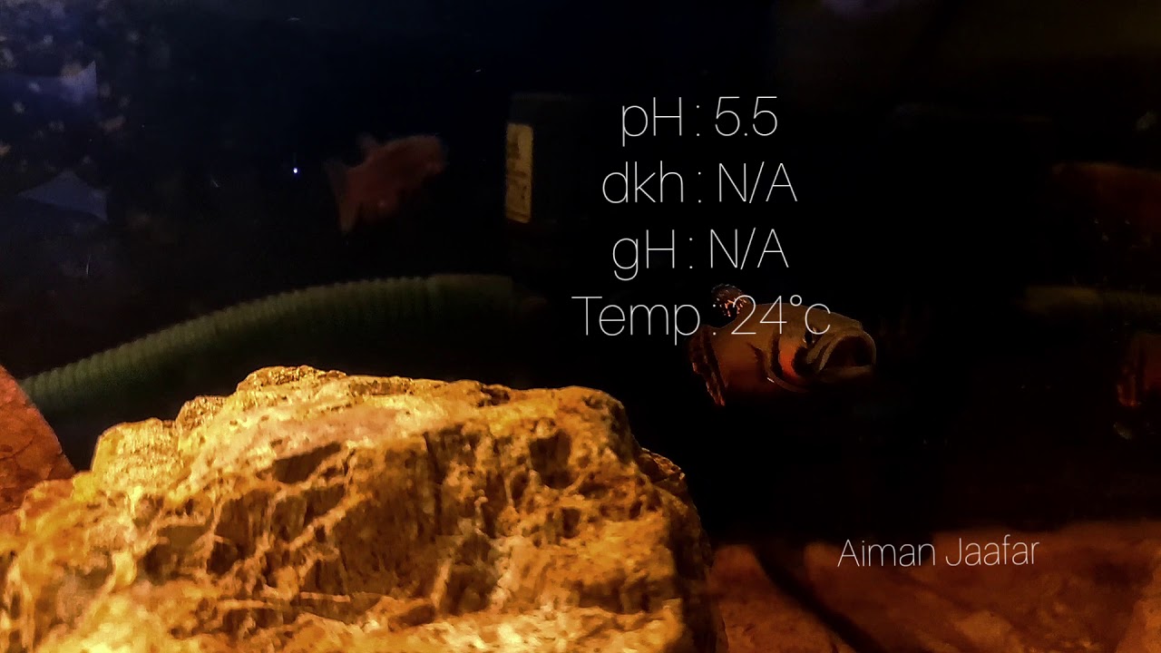 Betta Macrostoma biotope (stone, sand, leaf litter)