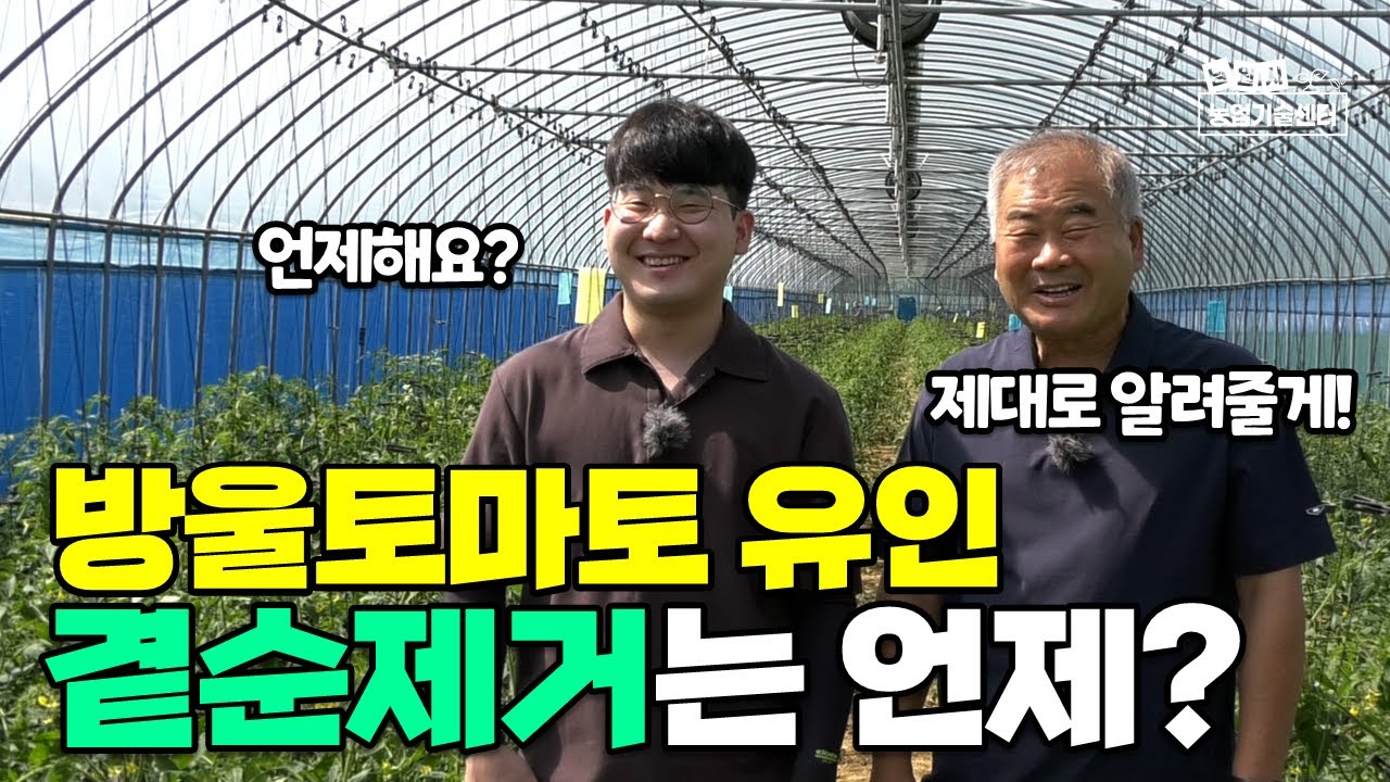 방울토마토 유인방법, 곁순제거, 잎제거 시기 시설하우스 재배