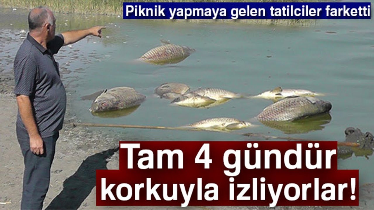 Gölde Korkutan Balık Ölümleri!