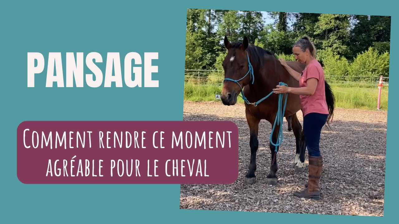 Un pansage agréable pour le cheval : la bonne pratique