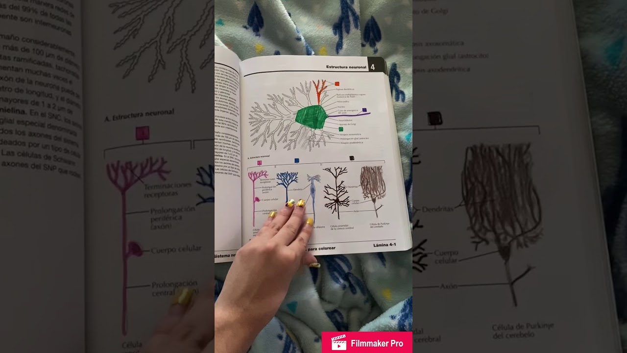 Cuaderno de Anatomía para colorear