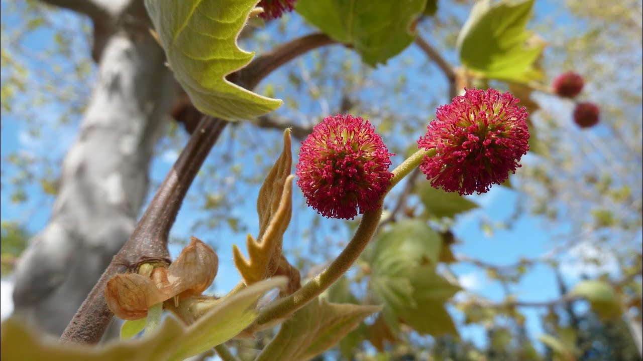 le platane, un arbre d'ornement