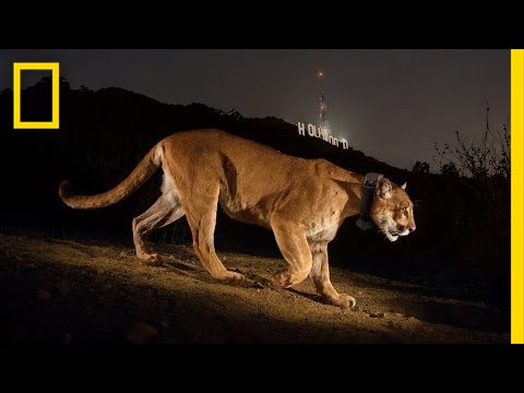 Chasing a Mountain Lion in Hollywood's Urban Jungle | National Geographic
