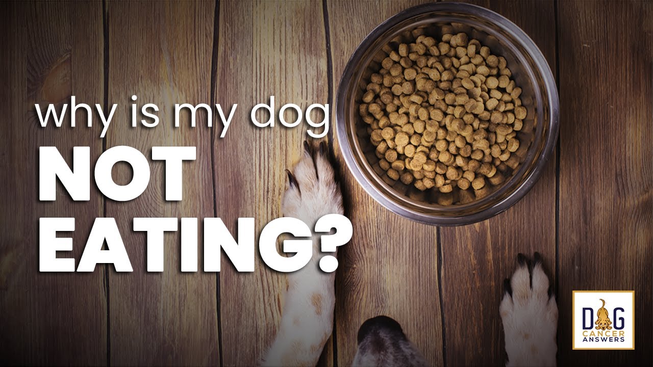 Why Is My Dog Not Eating? | Dr. Trina Hazzah Deep Dive