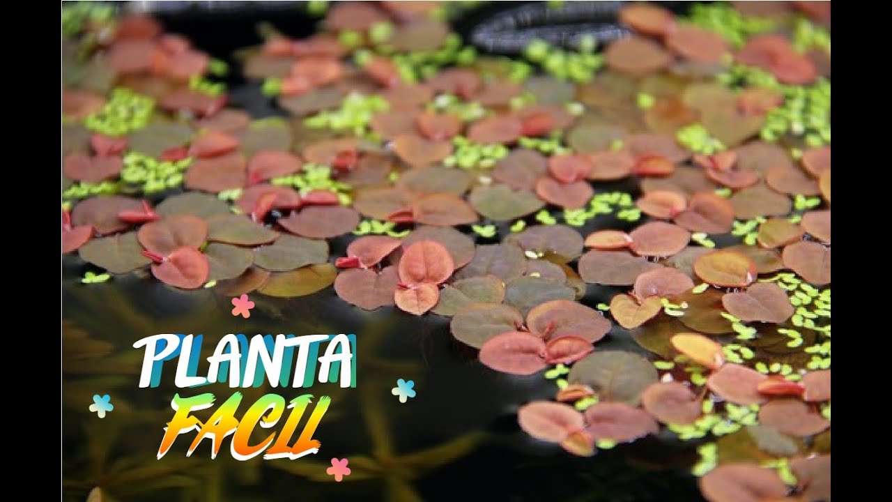 ¿Es Difícil esta planta? Phyllanthus Fluitans