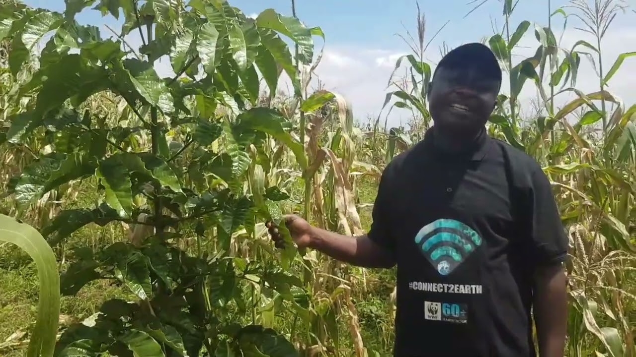 WWF RDC EcoMakala Agroforesterie reçue au Nord-Kivu,@gedeonbakerethi9954 , 112020