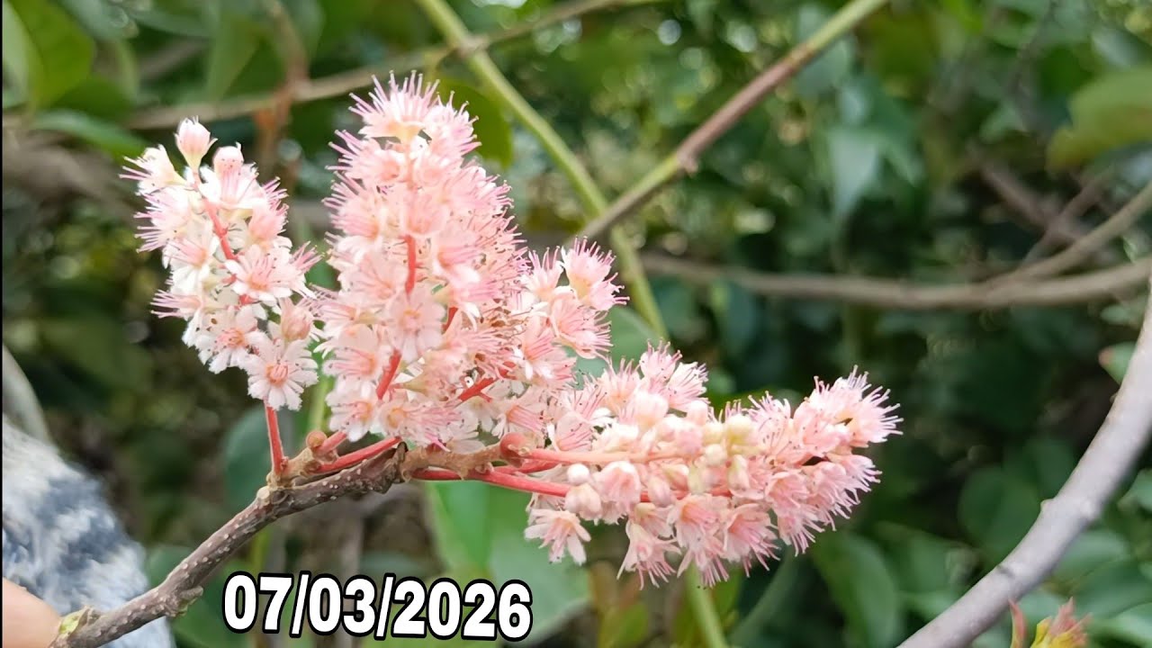 🌳BSKR - Hôm nay có chòi mòi, đơn rừng, sim tím, hồng sơn liễu, đbx (07/03/2026)☎️0965.773.818