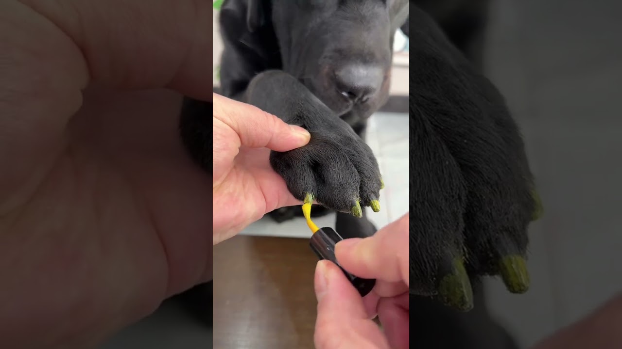 Dog: i am not fool man, you are the dog, There is a stupid dog at home Cute pet debut plan The dog's