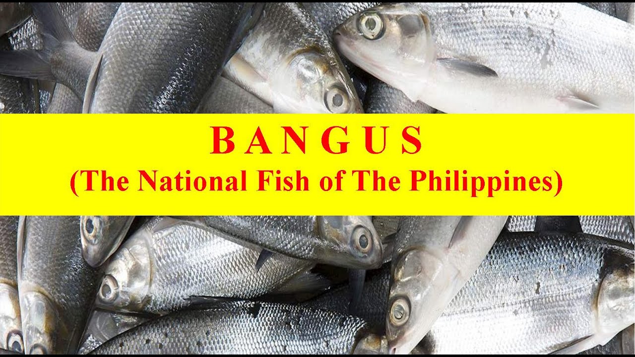 BANGUS - The National Fish of The Philippines