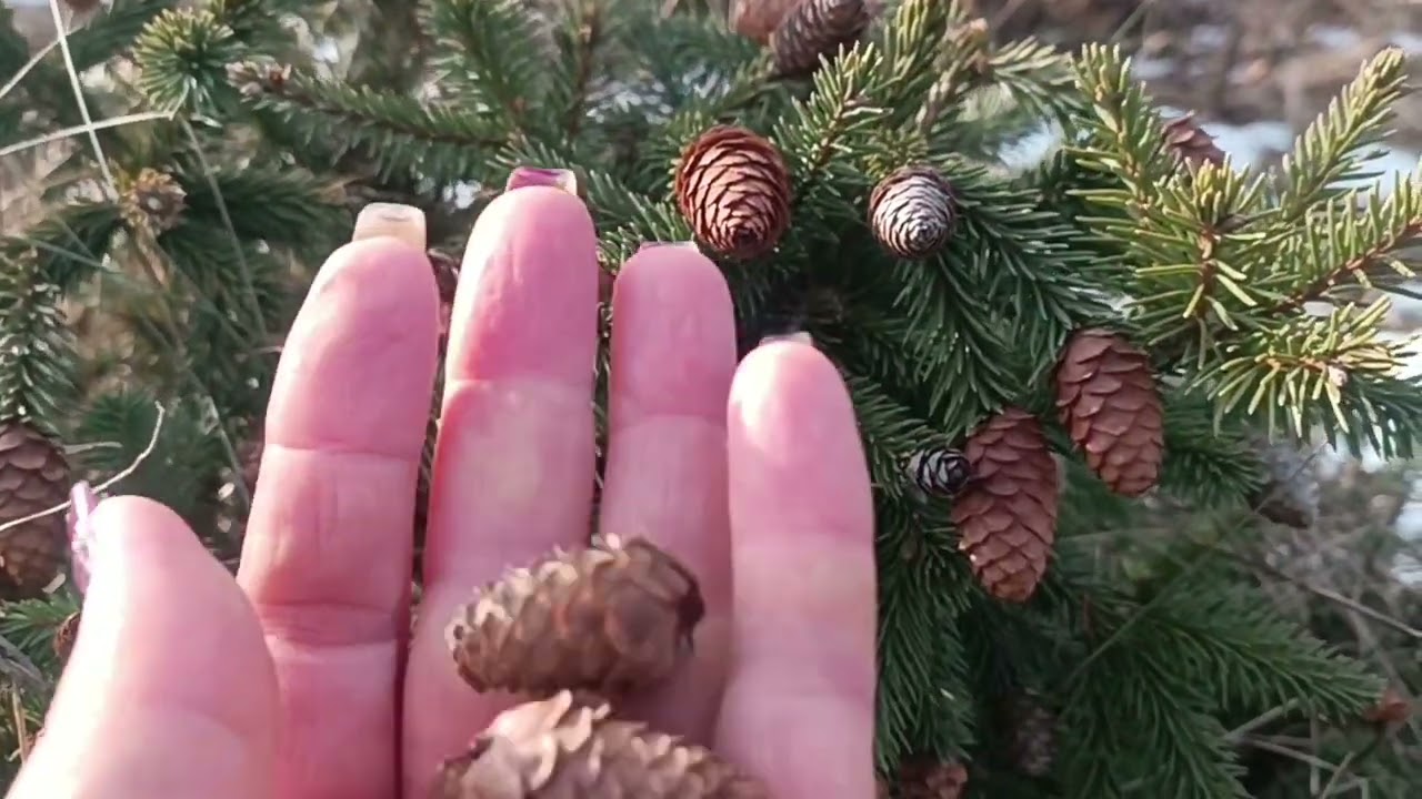 Сад півдня Ялинки в садуНаша колекція ялинокПлакучі, голубі, карликові сорти ялинок