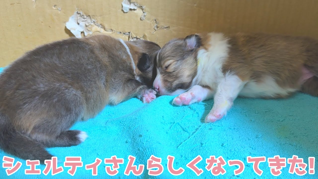 【シェルティ】シェルティさんらしくなってきた🐾【カイカイできる】
