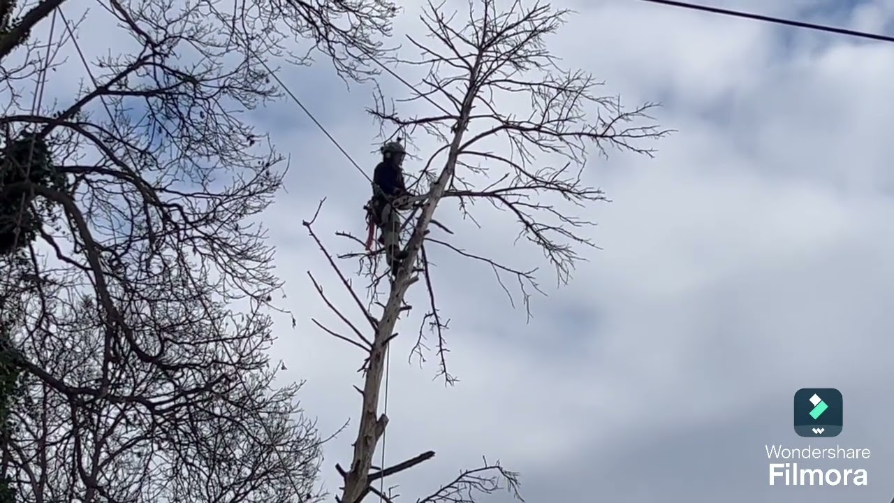 Удаление деревьев.