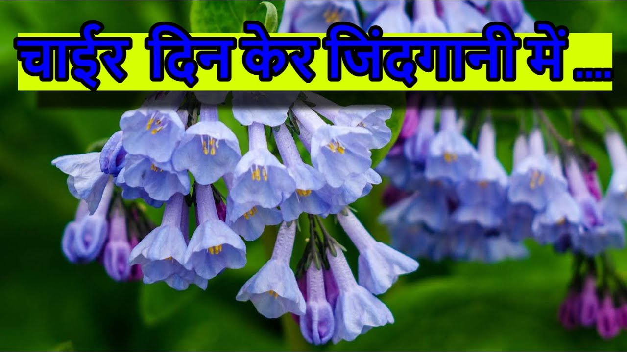 चाईर  दिन केर जिंदगानी में