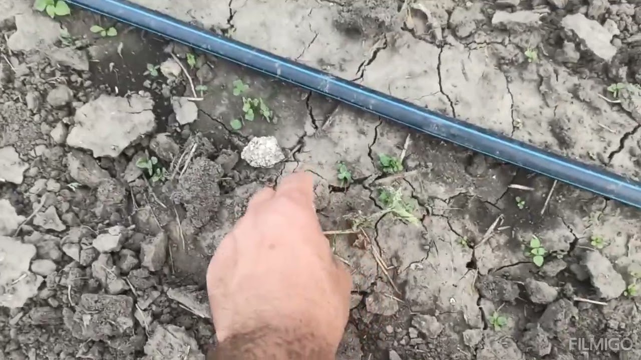🍉 Кавун і всі недоліки  і граблі при вирощуванні.